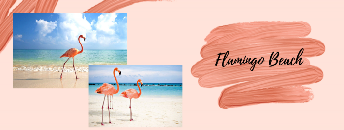 Flamingo Beach: where you can swim with pretty pink flamingos