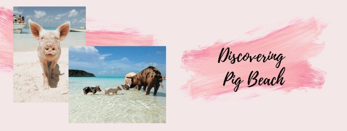 Pig Beach, island of the Bahamas renowned for its adorable pigs